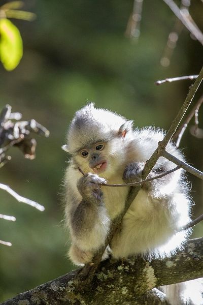 Asia-China-Tacheng-Young Yunnan Black Snub-Nosed Monkey